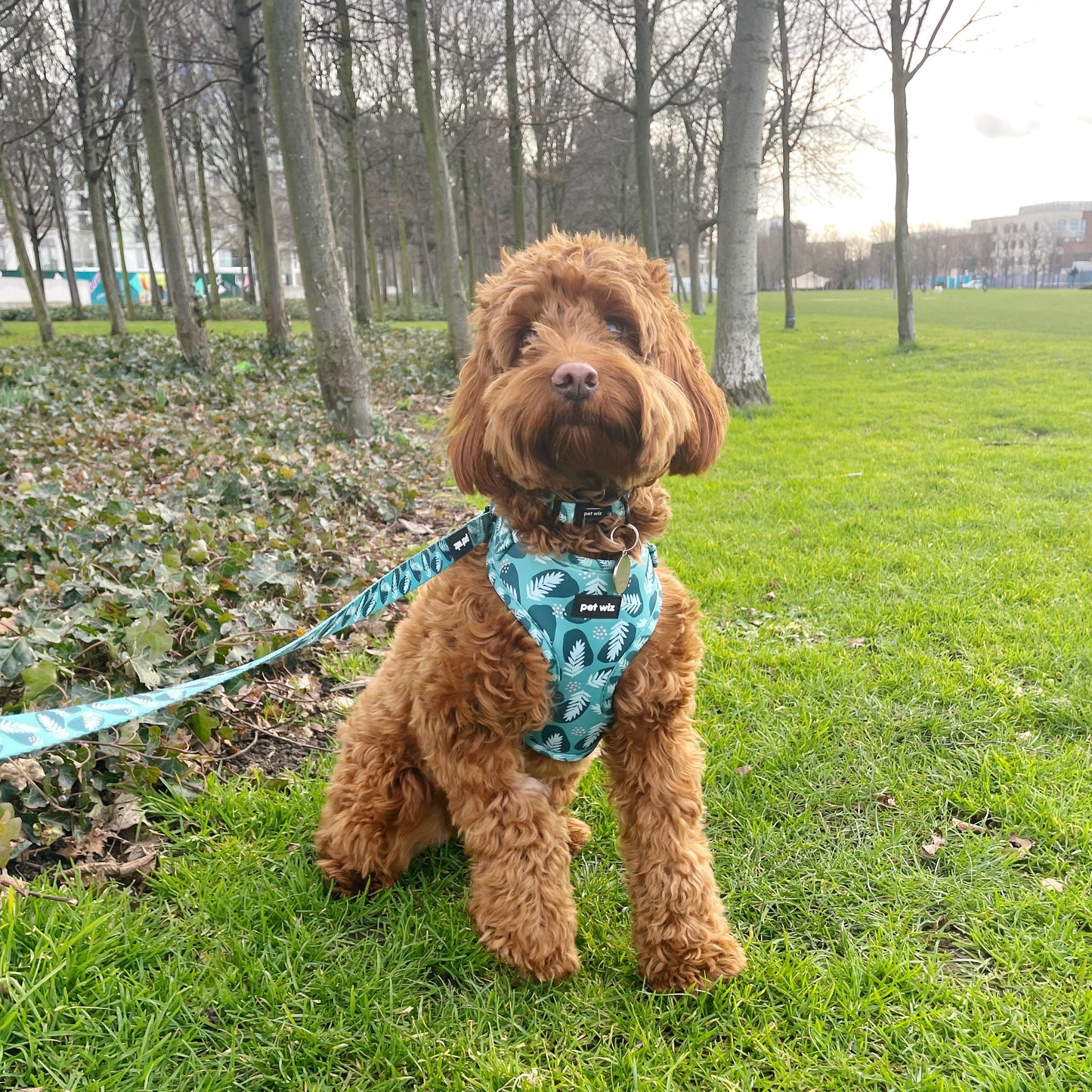 Walkies In The Wild - Collar