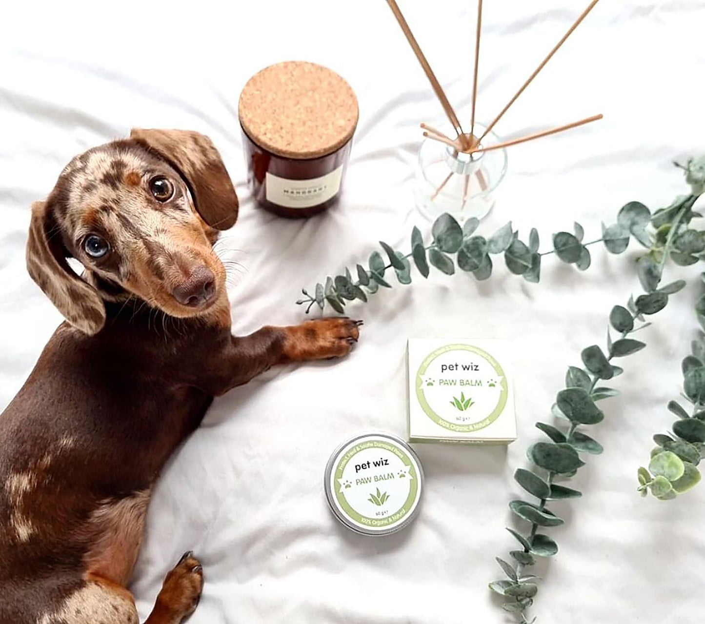 Organic Paw and Nose Balm for Dogs and Cats