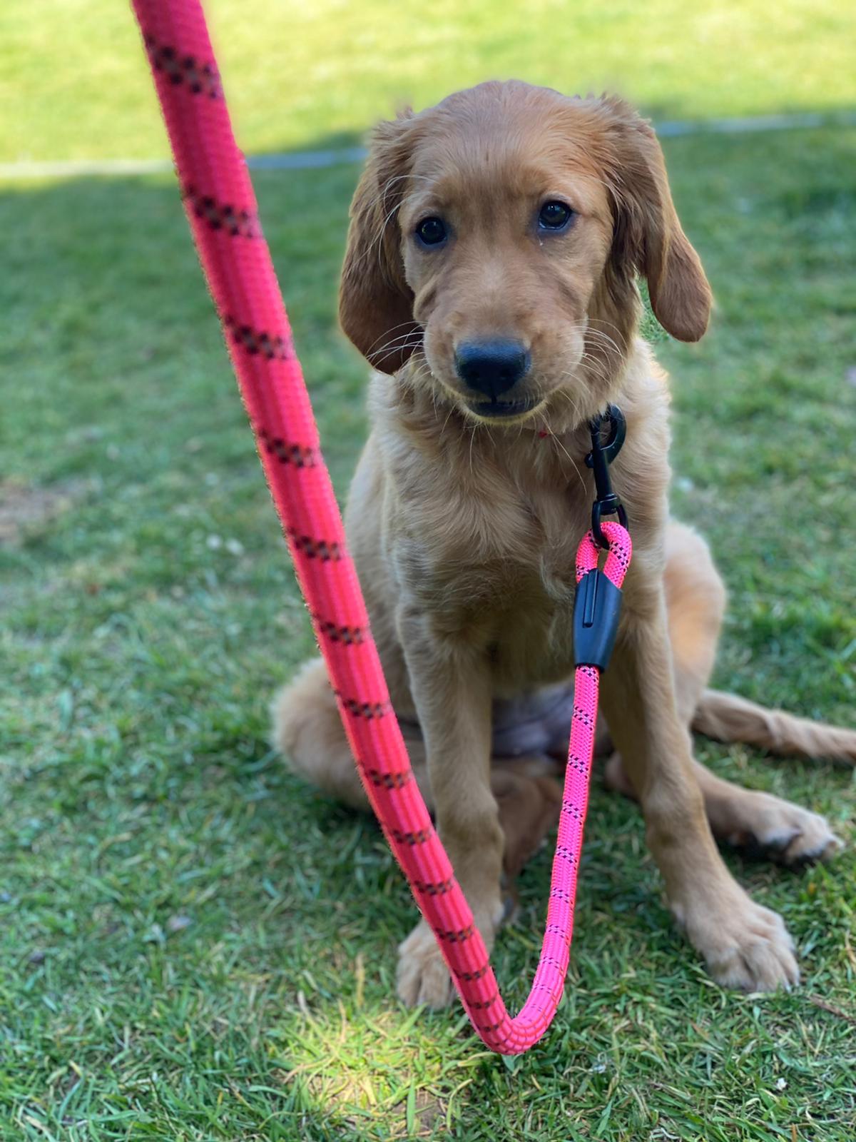 Dog Rope Lead With Reflective Stitching and Padded Handle