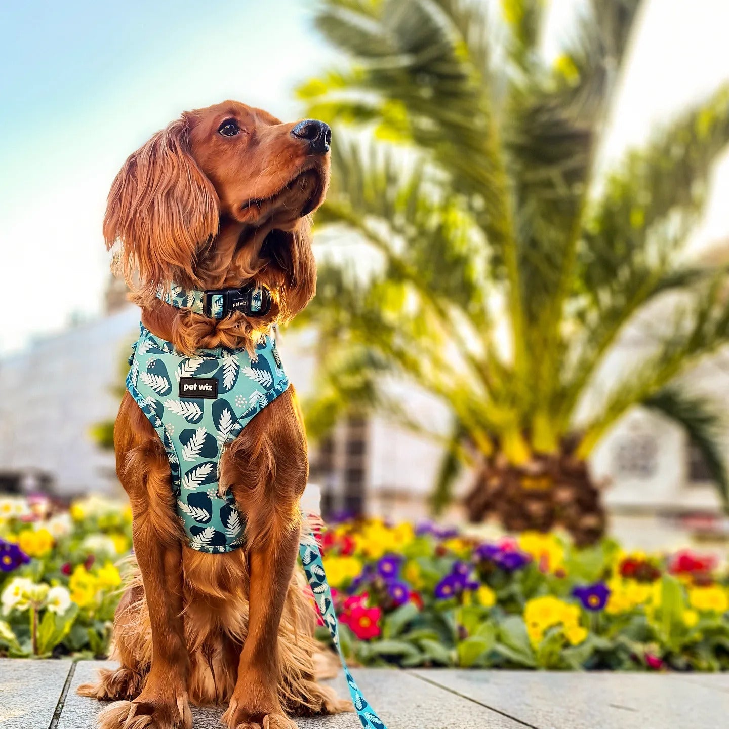 Walkies In The Wild - Collar