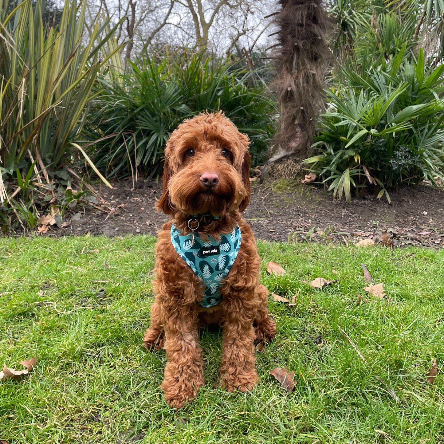 Walkies In The Wild - Collar