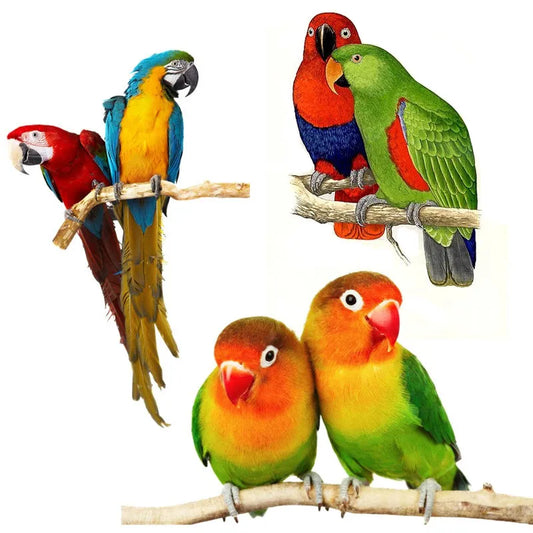 Tri koshki RC026 Animal Bird Green-Red Parrot Family Wall Sticker Waterproof PVC Decoration Door Living Room Kids Room