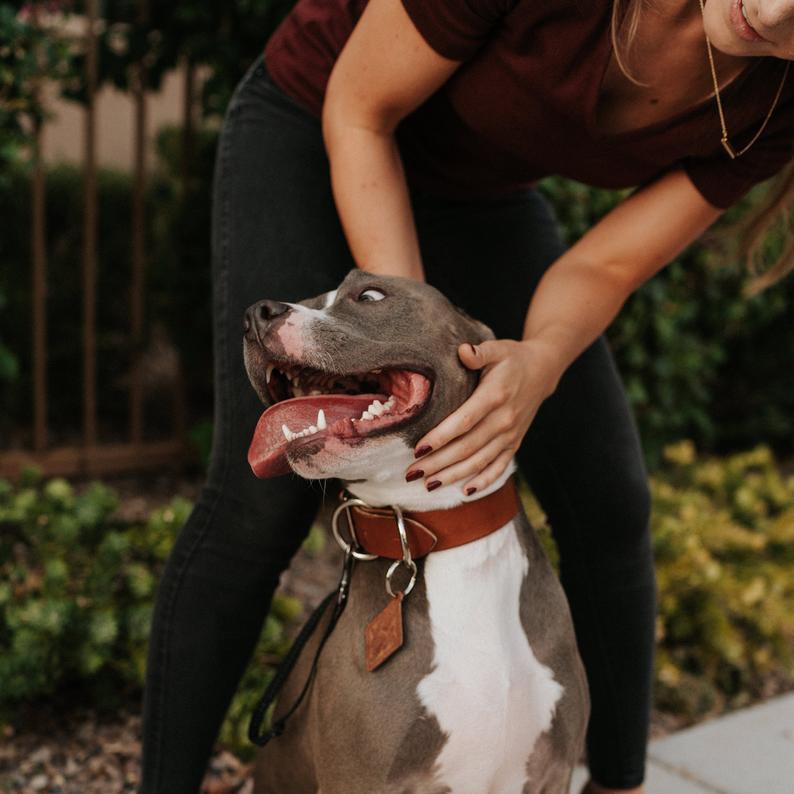 Classic Leather Dog Collars